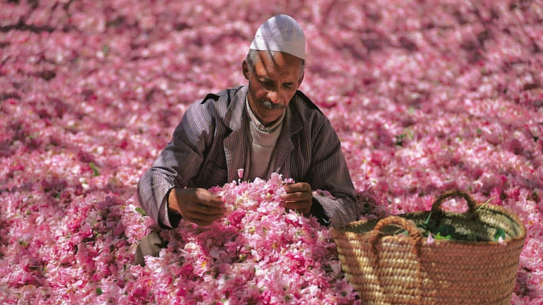 Mgouna Rose, Kelaat Mgouna